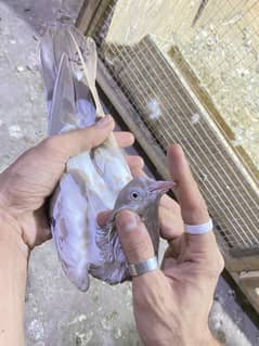 indian rampuri pari