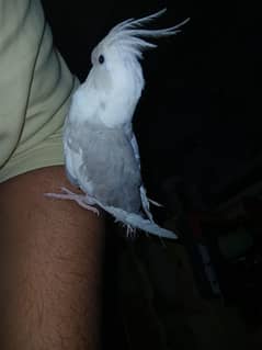 handtame cocktail for sale in lahore