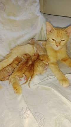 one Mother Five Child free
