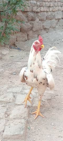 murga for sale / Aseel Murga/ breeder Murga