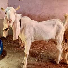 kamori Bakra gulabi 03178358098