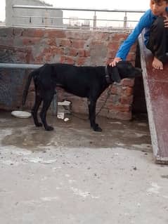 Black pointer dog