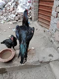black shamo male quality outstanding