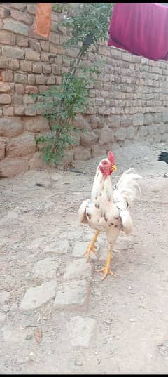breeder Murga/ Murga / Murga for sale