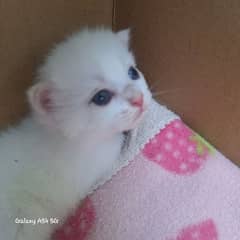 cats turkish angora