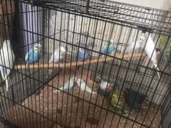 Australian parrots