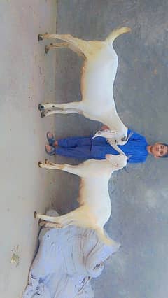 white bakery jori quarbani k liey