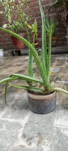 Aloe