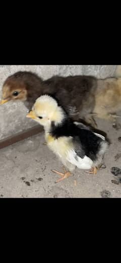 Polish bantum heavy buff chiks for sale
