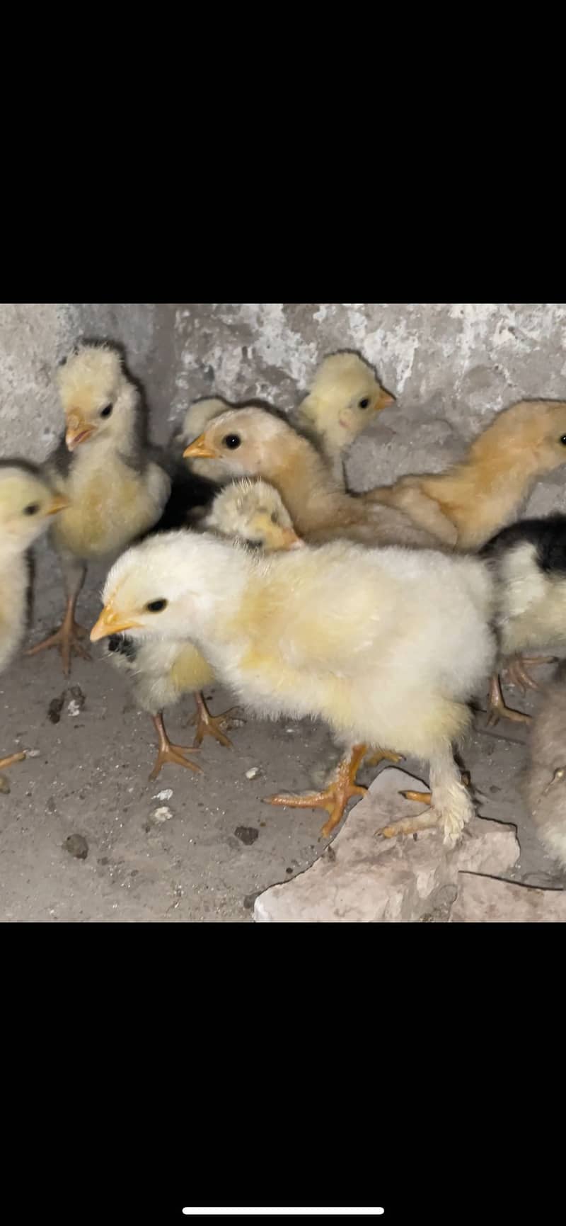Polish bantum heavy buff chiks for sale 2