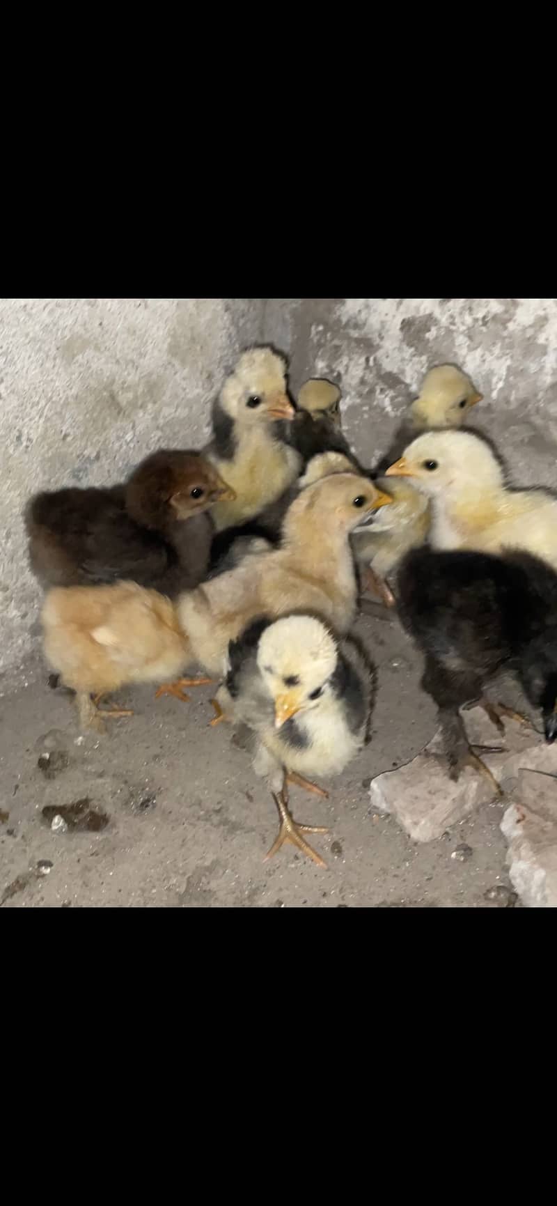 Polish bantum heavy buff chiks for sale 3