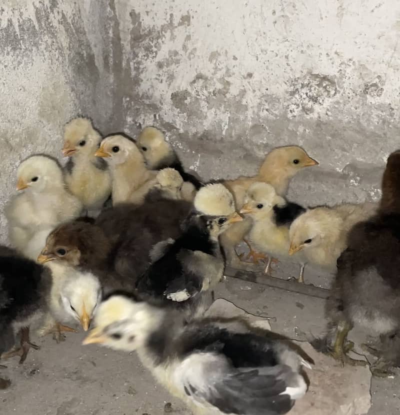 Polish bantum heavy buff chiks for sale 4