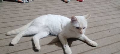 cutest cat