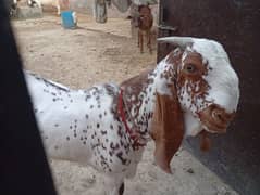 qurbani wala Bakra