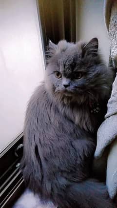Persian
