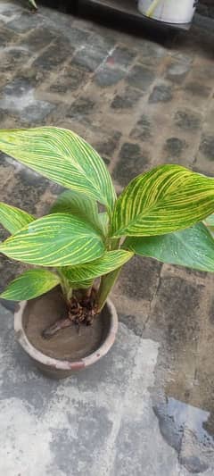 Canna Paniculata plant