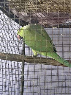 adult