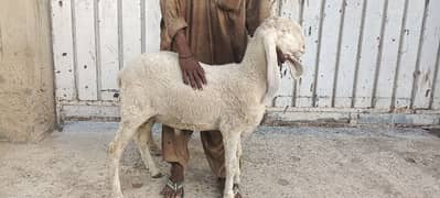 pure larkana