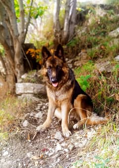German Shepherd Breedar pair | Long caot Pair | gsd | Dog for sale