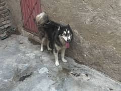 husky