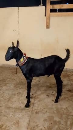 MASHALLAH AVAILABLE FOR QURBANI 2025