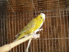 Australian pair for sale