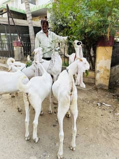 Pure gulabi 2 daant khassi baqray