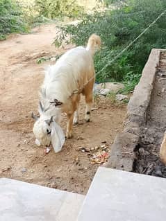 pahari