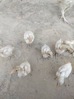 Pure Paper White Chicks For Sale