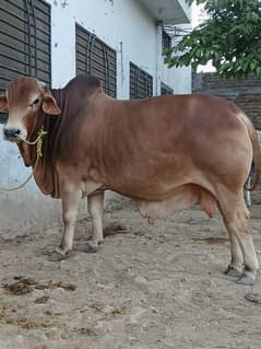 Bulls for sale