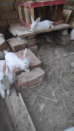 Californian Rabbits for sale