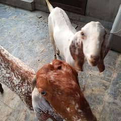 Goats