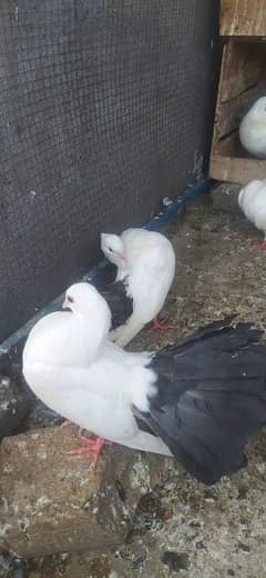 Black tail pair