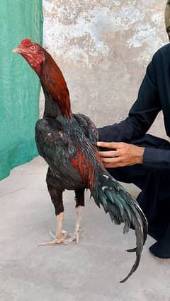 Aseel Sindhi
