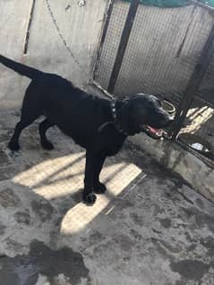 Labrador female for sale Active and healthy