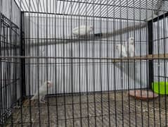 albino black eye split red