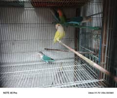 LOVEBIRDS