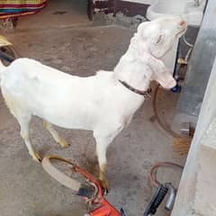 bakra . . . 03027350122