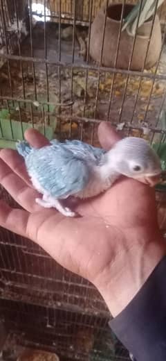 blue