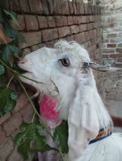 qarbni wala Bakra for sale age 15 month