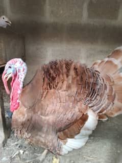 Turkey chicks