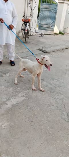 Nagi Bully pup in best price
