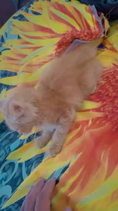 Persion Cat