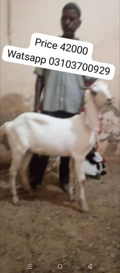 Bakra | goat | Bakra for sale | goat for sale