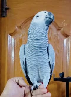 Talkative African Grey Parrot - Red Factor