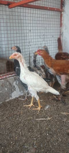 Australorp