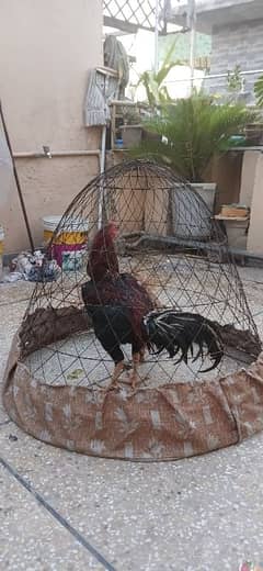 aseel hen pair  for sale urgent