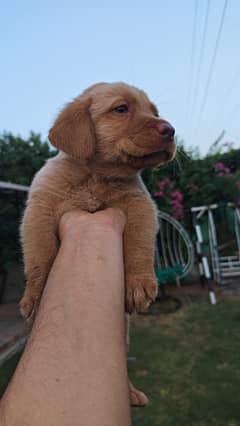Labrador