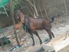 Qurbani