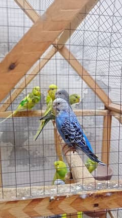 Australian Budgies for sale with cage